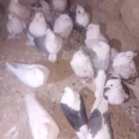 کبوتر شونی|پرنده|چگنی, |دیوار