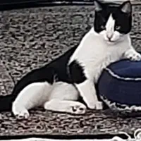 واگذاری رایگان گربه|گربه|رفسنجان, |دیوار