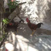 چهارتا خروس