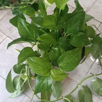 پتوس|گل و گیاه طبیعی|قم, نخودی|دیوار