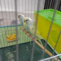 مرغ عشق سالم سرحال کار داده