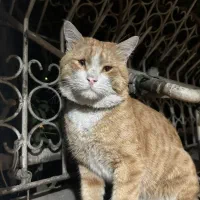 گربه پیدا شده|حیوانات|تهران, توحید|دیوار