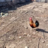 خروس درجه یک محلی  خوش رنگ با نر اردک چاق در گوش