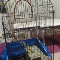 عروس هلندی