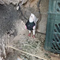 طوقی کفترطوقی