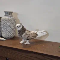 شازده سرور نر