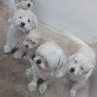 سگ شیزتو ۵تا