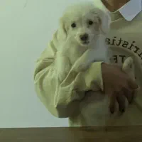 سگ اسپیتز تریر  شناسنامه  داره معاوزه با هرچی