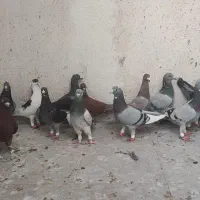 کبوتر وپرنده