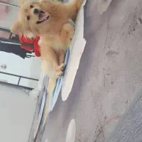 سگ قهویی رنگ پاکوتاه