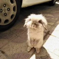 خرگوش لوپ|موش و خرگوش|رشت, شهریاران|دیوار