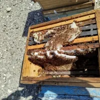 انواع عسل های طبیعی و خوش طعم..تخفیف رجبیه