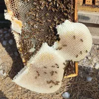 عسل صد در صد طبیعی کنار وحشی هرمزگان و ژل رویال|خوردنی و آشامیدنی|مشهد, ایثارگران|دیوار