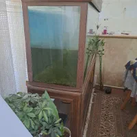 اکواریوم|ماهی|شیراز, زند|دیوار