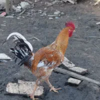 حیوانات مزرعه