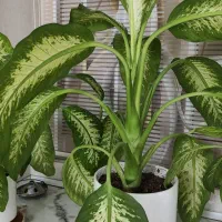 گل‌های شاداب خانگی