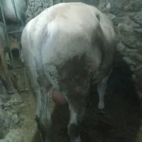 گوساله سمینتال