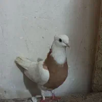 سه تا کفتر