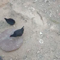 مرغ|حیوانات مزرعه|وحدتیه, |دیوار