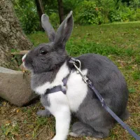 واگذاری خرگوش