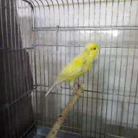 قناری ماده اماده حلقه پلمپ