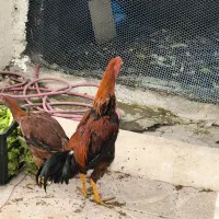 مرغ و خروس لاری تاج مهر