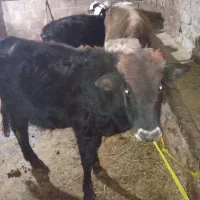 گاو نر|حیوانات مزرعه|چهاردانگه (آذربایجان), |دیوار