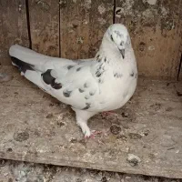 کبوتر|پرنده|نجف‌آباد, معرفت|دیوار