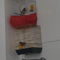 سلام مرغ مینا سخنگو