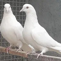 کبوترفروشی|پرنده|کاشان, میدان میوه تره بار|دیوار