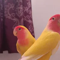 جفت کوتوله برزیلی