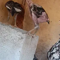 ترک افغان