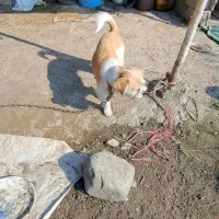 سگ شیتزو ماده اماده جفت گیری|سگ|ماسال, |دیوار