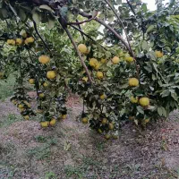 به تازه باغی