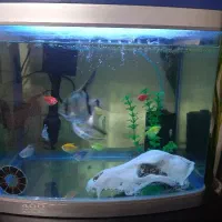 آکواریوم شیشه خم با ماهی و وسایل