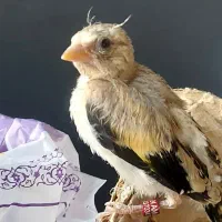 سره کرمونی جفتی تازه صاف|پرنده|تهران, شوش|دیوار