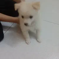 سگ پامرروباهی|سگ|مشهد, ایثارگران|دیوار