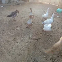 قاز|حیوانات مزرعه|گنبد کاووس, |دیوار