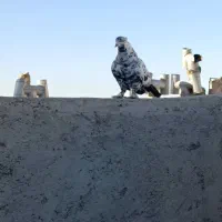 کفتر کبوتر پرنده|پرنده|محمدشهر, ولدآباد|دیوار