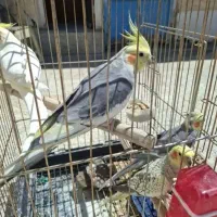 واگذاری پرنده قبول باهر سرایطی