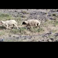 88راس میش چاق کردی کرمانشاهی|حیوانات مزرعه|تربت جام, جامرود|دیوار