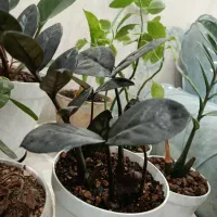 گل طبیعی|گل و گیاه طبیعی|فولادشهر, B5|دیوار