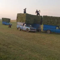 یونجه|خدمات باغبانی و درختکاری|بیجار, |دیوار