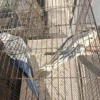 چند جفت.مرغ عشق وعروس هلندی  تک و جفت ب شرط تخم