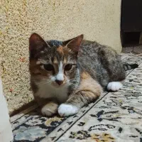 گربه رایگان|گربه|لاهیجان, خالو باغ|دیوار