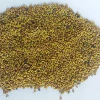بذریونجه‌درجه‌یک