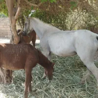 اسب مادیان حمدانی