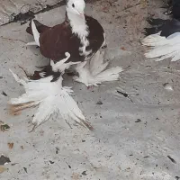 ابلاغ وساری