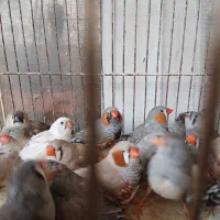 فنج کینگ|پرنده|بندرعباس, |دیوار