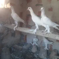 اوجا پاچا لوتی کبوتر|پرنده|تبریز, |دیوار